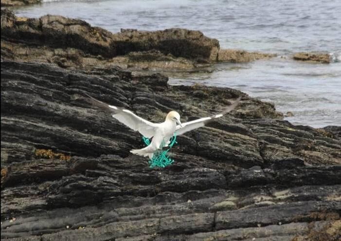 סולה צפונית מחזיקה פסולת באוויר (צילום: דניאל ג'ונסטון) סולה צפונית מחזיקה פסולת באוויר