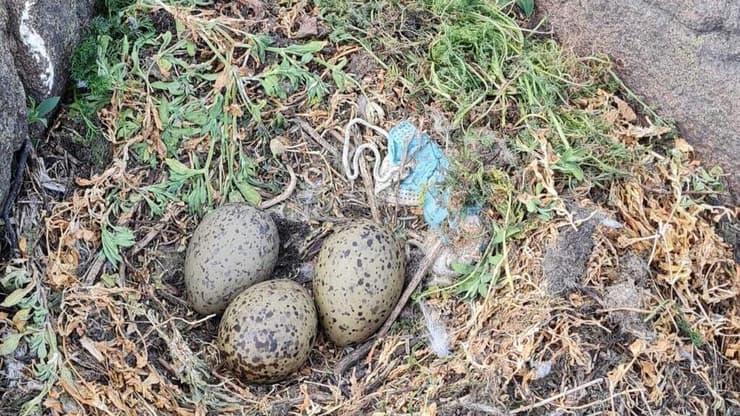 מסכת קורונה בקן (צילום: נינה הו'אנלון) מסכת קורונה בקן