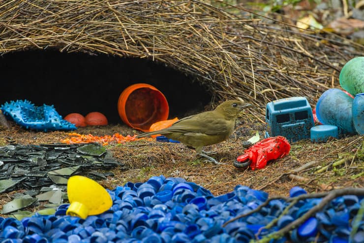 הסוכי הצנוע והפסולת (צילום: פיט מוריס) הסוכי הצנוע והפסולת