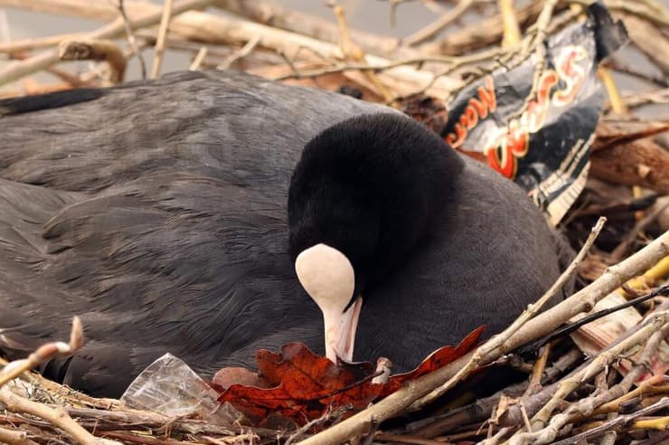 אגמייה מצויה (צילום: נ.ק רוג'רס) אגמייה מצויה