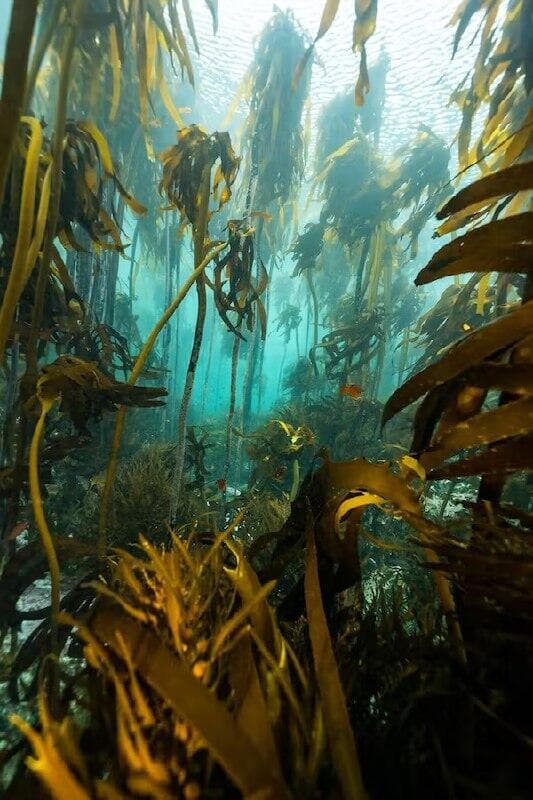 היערות מתחת למים