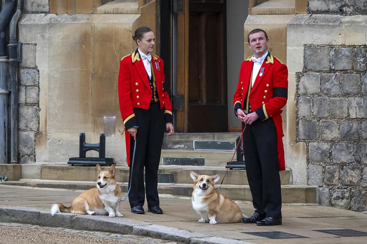 כלבי כלב קורגי של המלכה אליזבת ב טירת ווינדזור בריטניה במהלך ה הלוויה שנערכה לה שם