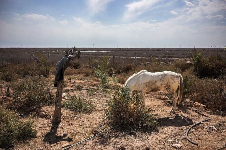 סוס מחפש מזון בראס אל-בישה, בדרום עיראק