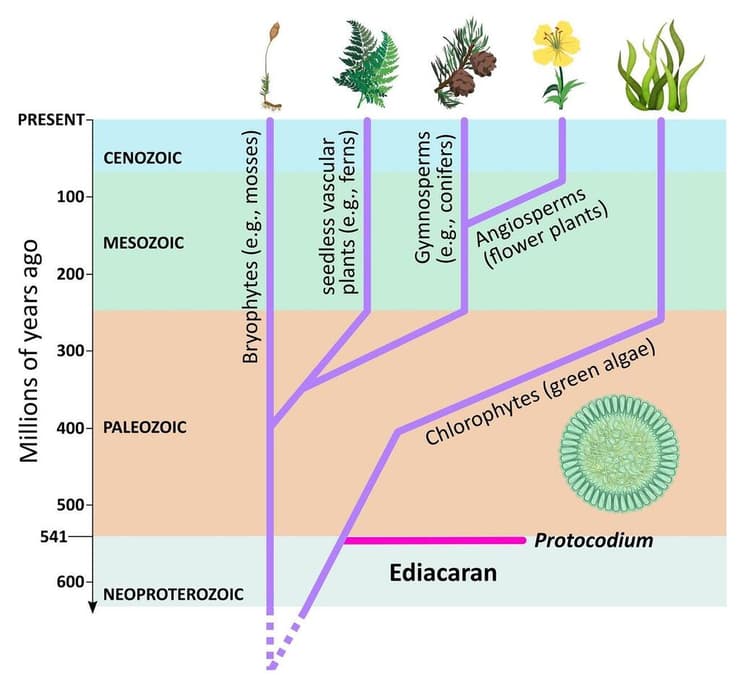 עץ חיים המראה את הקשר של אצת הפרוטוקודיום ואצות ירוקות אחרות, לשושלות עיקריות אחרות של צמחים