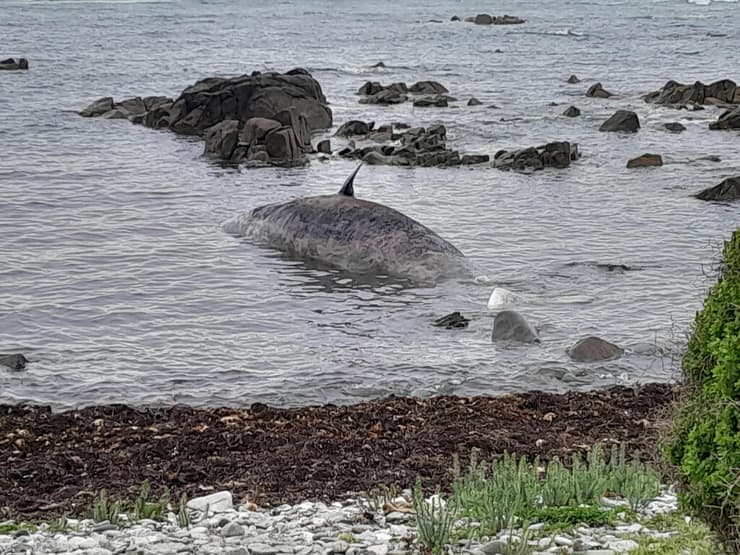 לווייתן זרע שמת דרומית לאוסטרליה