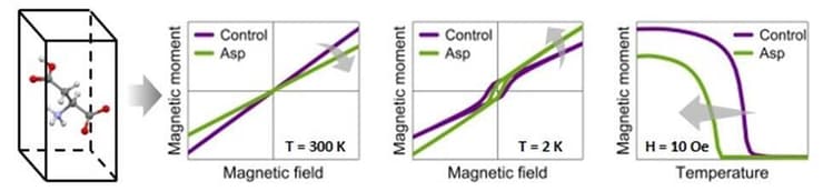 אילוסטרציה של השינויים בתכונות המגנטיות של מנגן-קרבונט כתוצאה משילוב של חומצות אמינו