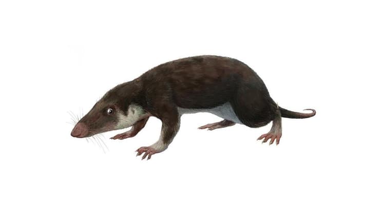 ההשערה היא שהאב הקדום של היונקים היה נראה כמו מורגנוקודון (Morganucodon), שחי לפני כ-200 מיליון שנים