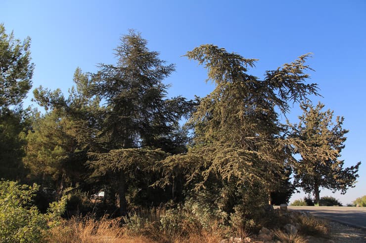 עצי ארז מסמנים את תחילת מסלול שביל המעיינות ביער עמינדב