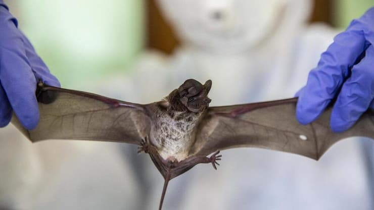 חוקרים מחפשים נגיפי קורונה בעטלף בתאילנד