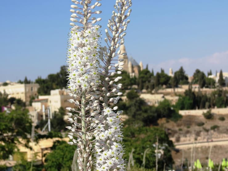 חצבים בגבעת התנ"ך