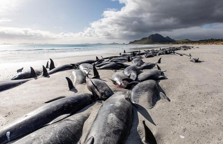 הלווייתנים המתים באחד האיים