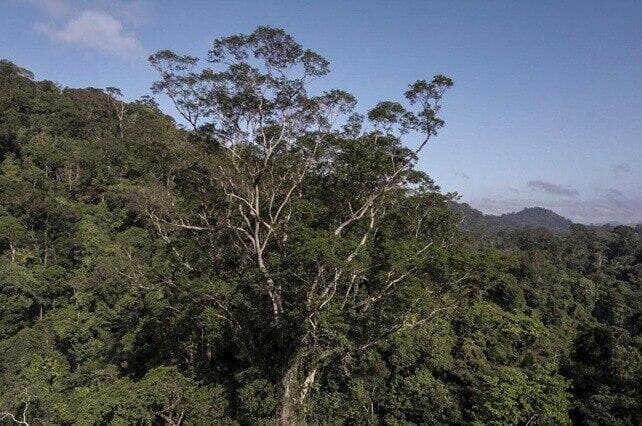 העץ הגבוה באמזונס