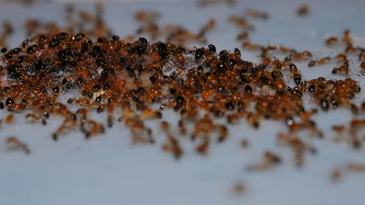 הנמלה לנפיטמה הומיל (Linepithema humile)