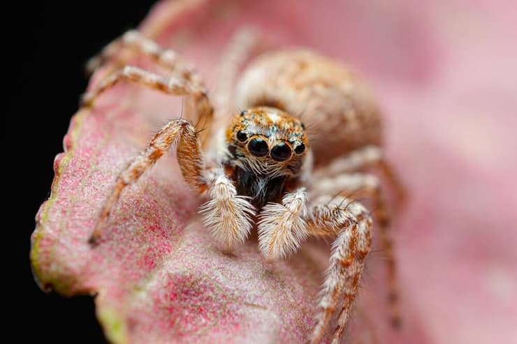 יכולות מדהימות לעכבישים בניסוי