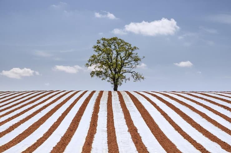 עץ בודד במחוז הרפורדשייר, אנגליה