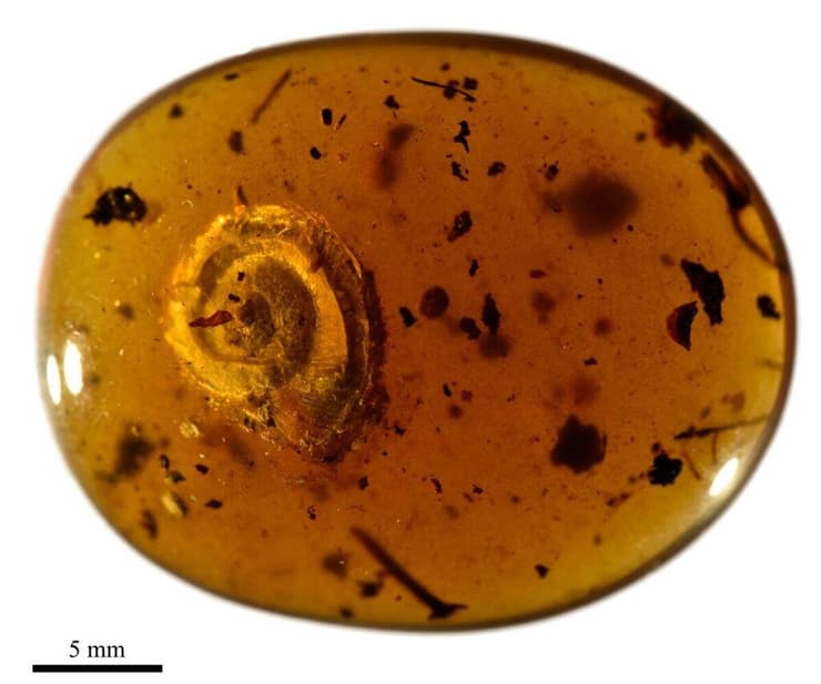 Archaeocyclotus brevivillosus sp. nov שהתגלה בעבר המתוארך לכ-99 מיליון שנים