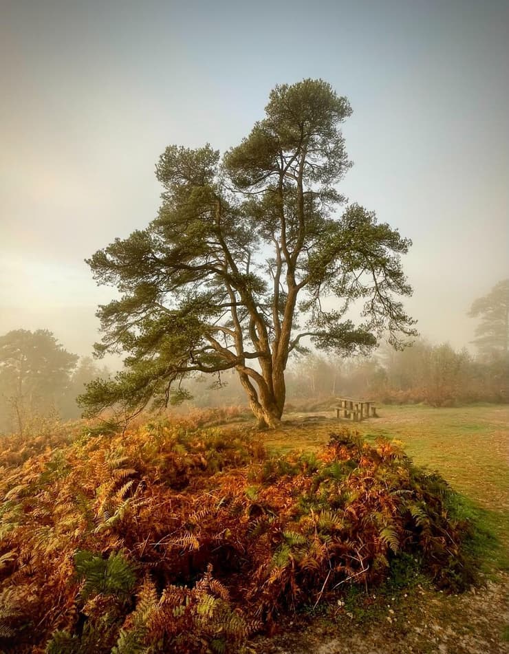  עץ קסום ב-Leith Hill במחוז סארי בדרום-מזרח אנגליה