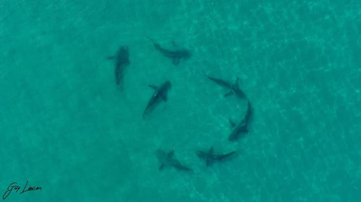 כרישים בצילום מהאוויר