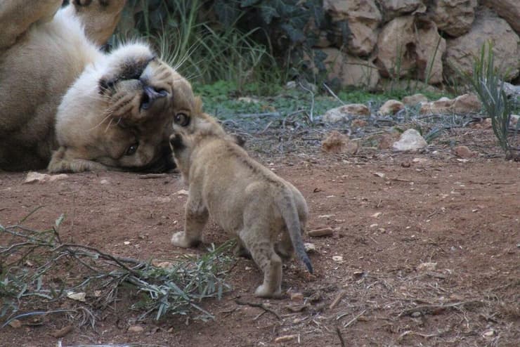 גורי אריות שנולדו בגן החיות התנ"כי