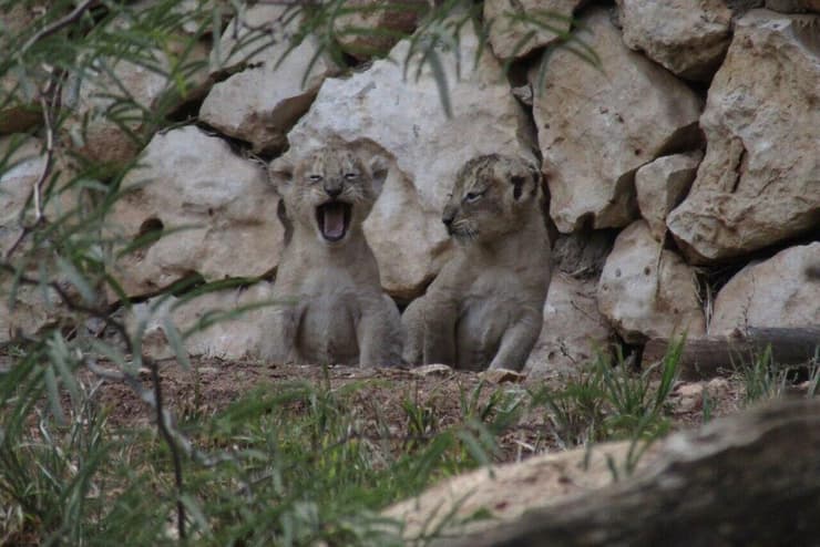 גורי אריות שנולדו בגן החיות התנ"כי