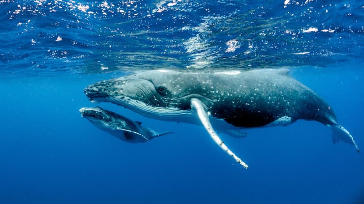 לווייתן גדול-סנפיר