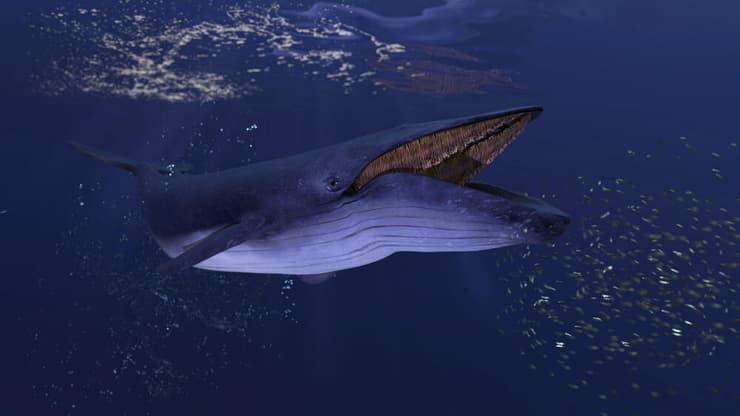 לווייתן כחול ניזון מקריל