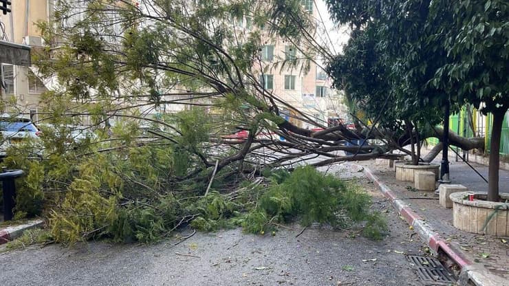 עץ קרס על כבל חשמל סמוך לבית ספר בפתח תקווה