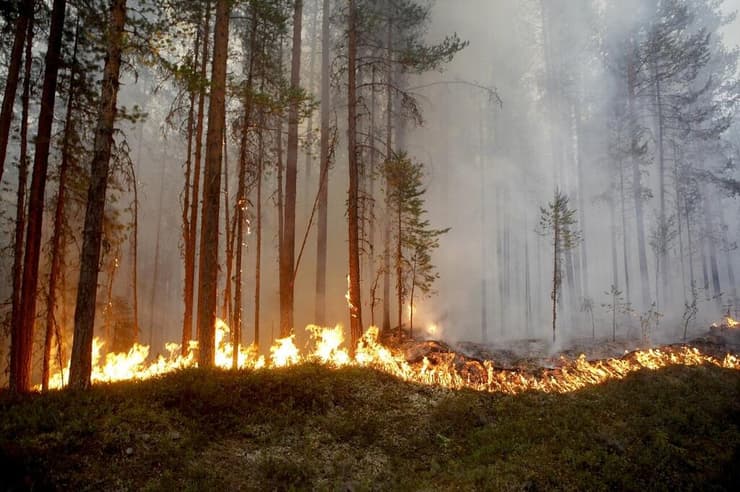גל השריפות שהתרחש בשבדיה ב-2018