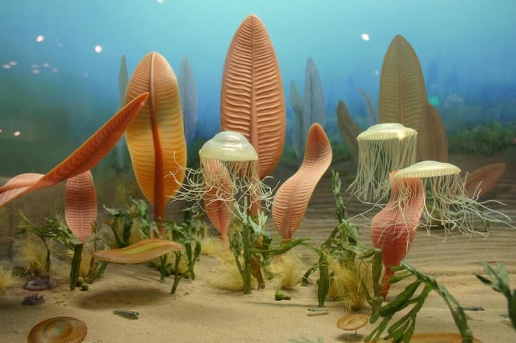 איור של החיים על קרקעית הים בתקופת האדיקר