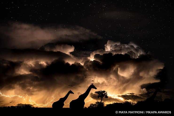 Giraffes In Storm