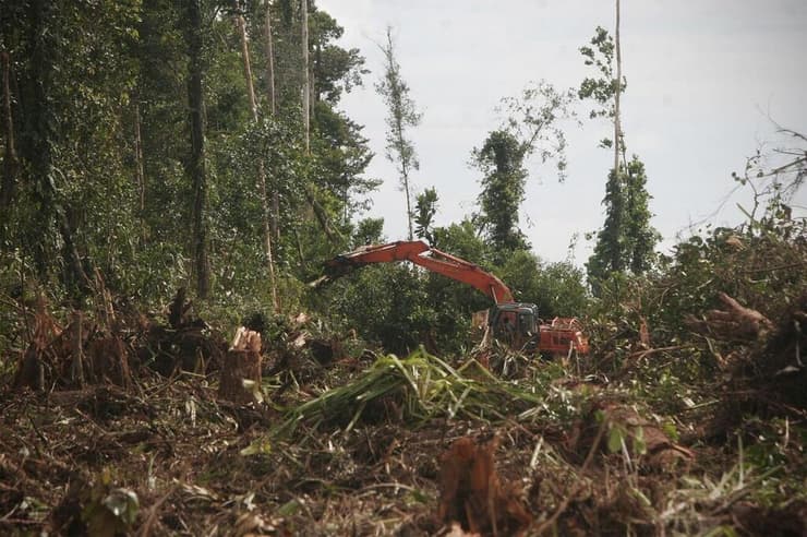 פינוי שטחים מיוערים לטובת תעשיית שמן דקלים באינדונזיה