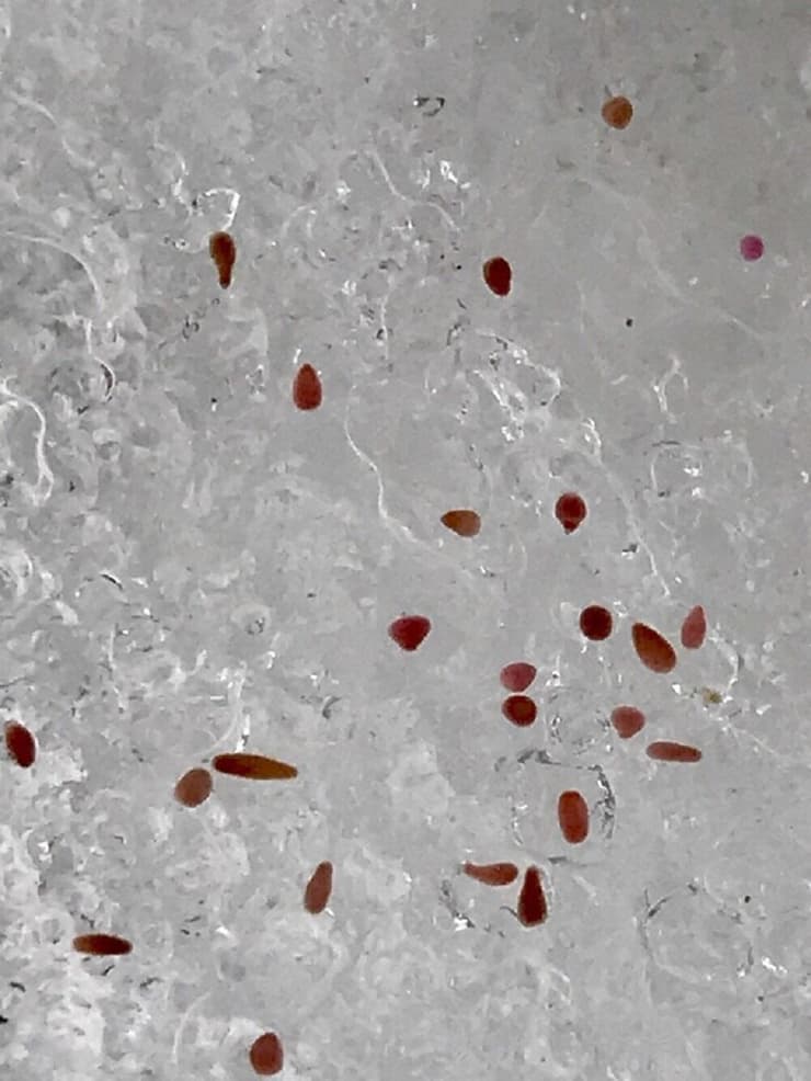פגיות אלמוגים אדומים לפני השלב בו הם מתיישבים