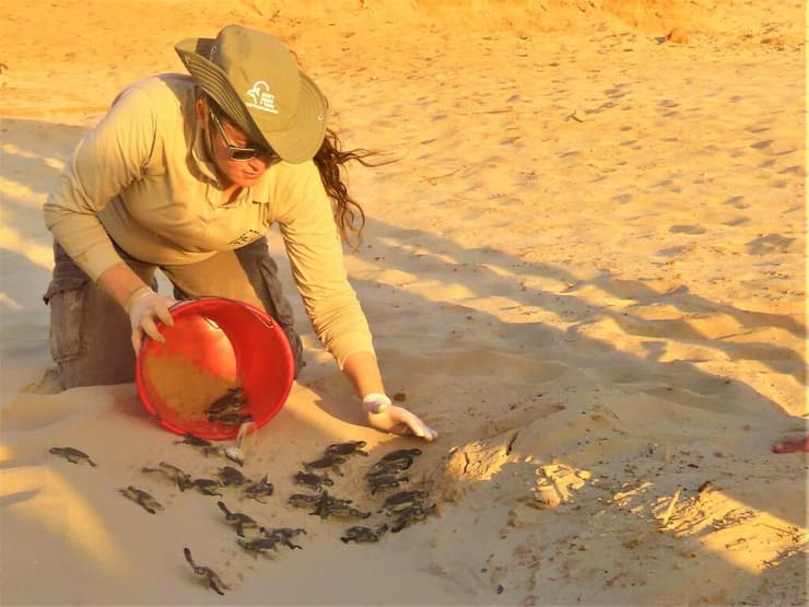 מתנדבת רשות הטבע והגנים משחררת לטבע אבקועי צבת ים שהגיחו מהקן בחוף הים