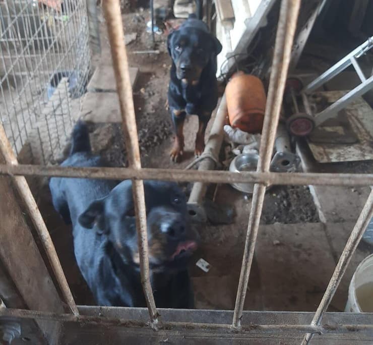 כלבים שאותרו בבית גידול פיראטי באעבלין 