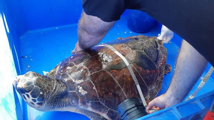 טיפול בצבי ים במרכז הארצי להצלת צבי ים