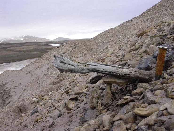 גזע בן 2 מיליון שנים מעץ ארזית (לגש) בתצורת קאפ קופנהגן