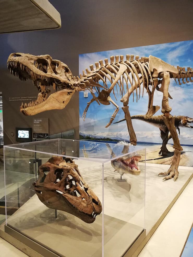 שלד ליתרונקס, שחי בצפון אמריקה בסוף תקופת הקרטיקון ונמנה על משפחת הטירנוזאוריים