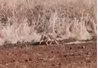 תן שתועד במועצה האזורית גלבוע (צילום: שמעון אדרי) תן שתועד במועצה האזורית גלבוע