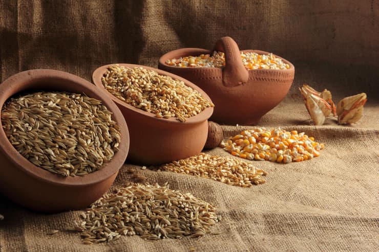 חלק גדול מהתזונה האנושית מתבסס על שלושה מינים בלבד: חיטה, אורז ותירס. מכלים עם גרעינים של שלושת הדגנים (צילום: shutterstock) חלק גדול מהתזונה האנושית מתבסס על שלושה מינים בלבד: חיטה, אורז ותירס. מכלים עם גרעינים של שלושת הדגנים