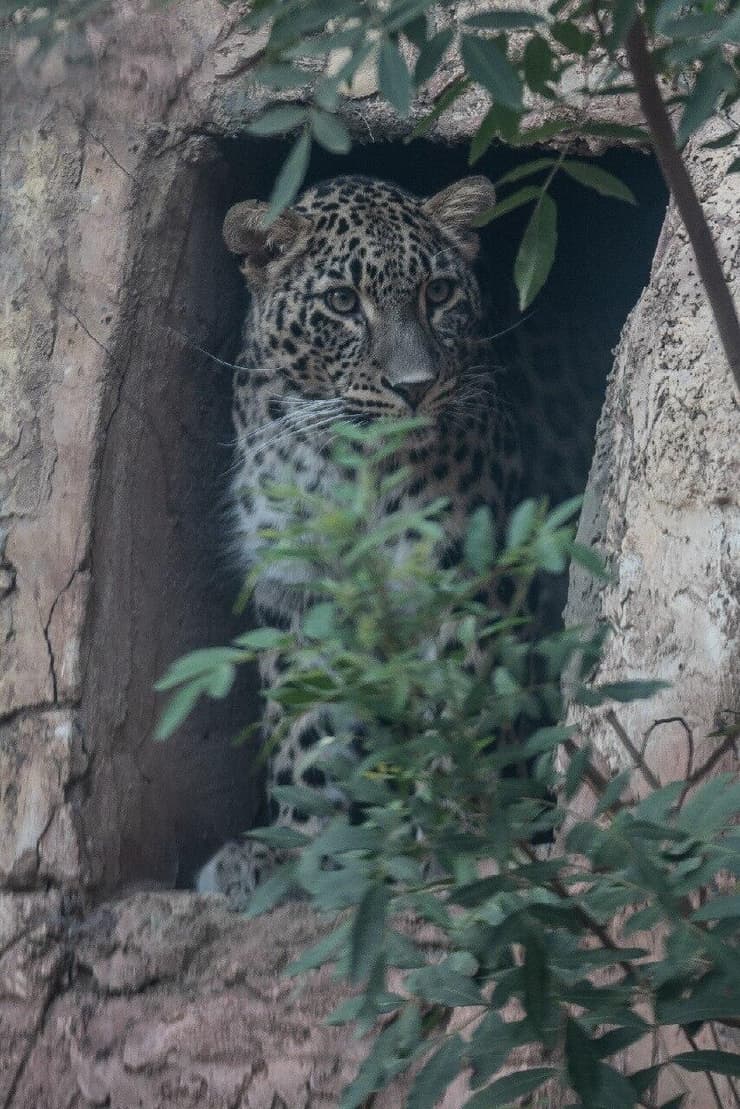 עדיין לא נפגשה עם בן זוגה לעתיד. הנמרה