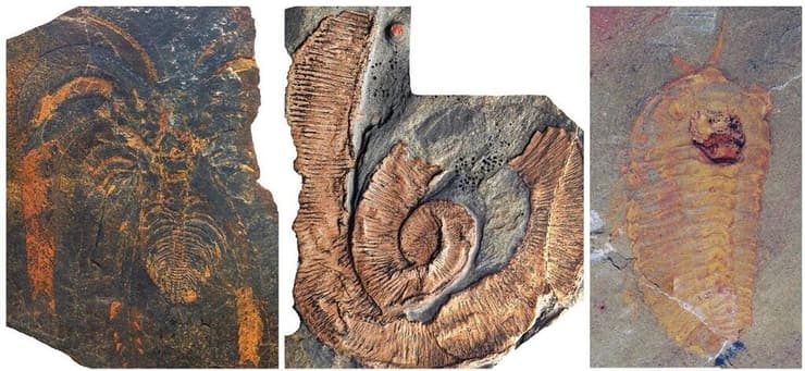 מאובנים מסלעי הפצלים של תצורת פזואטה. משמאל לימין: פרוקי רגליים מסוג Marrellomorpha, תולעת פלאוסקולצידית וטרילוביטים