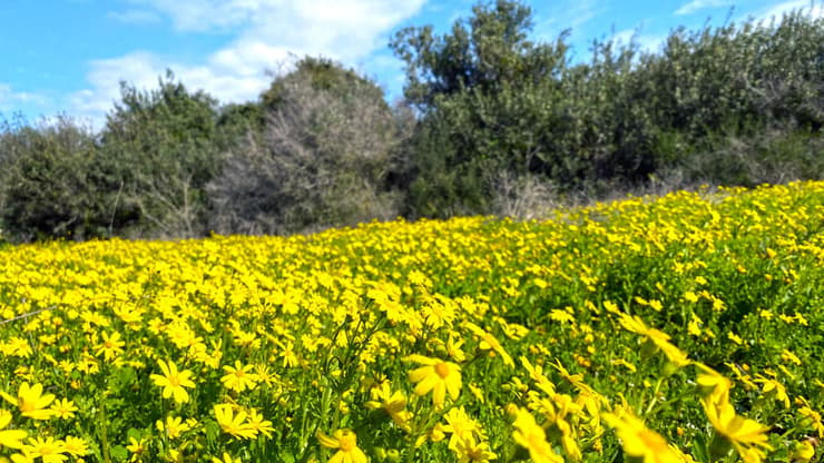 מרבד צהוב של סביונים אביביים בשמורת אלונה