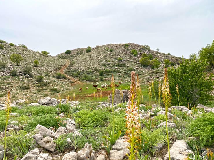 עריר הלבנון פורח סביב עמק ירוק ובו רועות פרות במורדות הר שקד