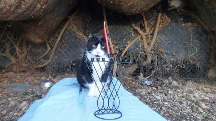 חתול שמחפש בית חם, לצד החנוכייה בבית המחסה של כפר רות