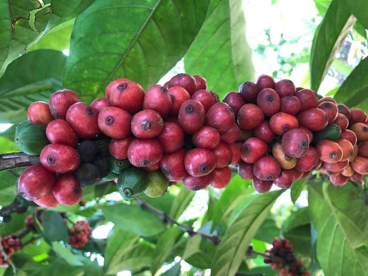 פולי קפה בעל העץ באוגנדה