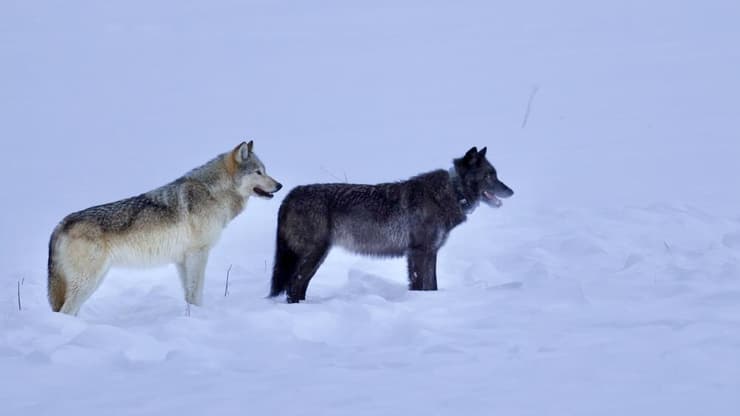 במקומות שהיו בהם התפרצויות של מחלת הכלבלבת, זאבים שחורים היו נפוצים יותר מאפורים. זאב שחור ואפור יחד בפארק ילוסטון