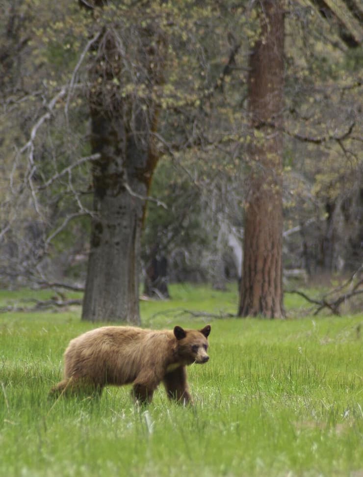 דוב שחור אמריקני בצבע קינמון, מסתובב בפארק הלאומי ילוסטון