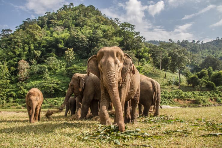 פילים בצ'אנג מאי