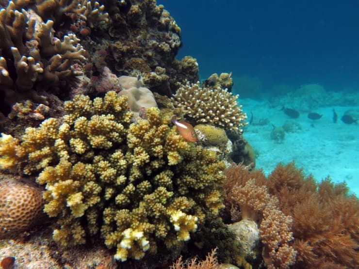 אלמוגים באיי הסלע בפלאו