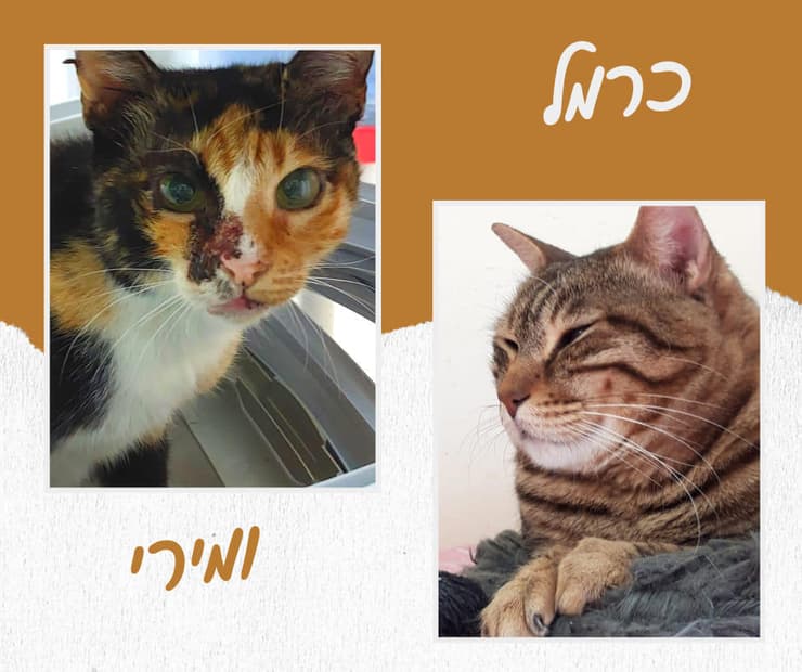 כרמל ומירי